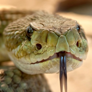 Логотип @world_of_snakes - Мир змей / World of snakes