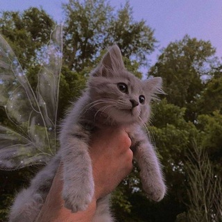 Логотип @world_pp - Видео