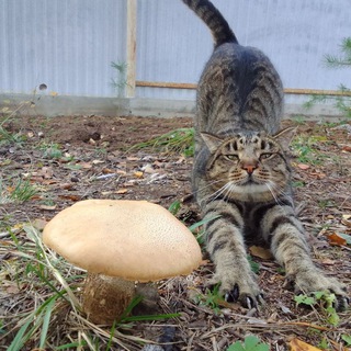 Логотип @worldoffluffies - World of Fluffies