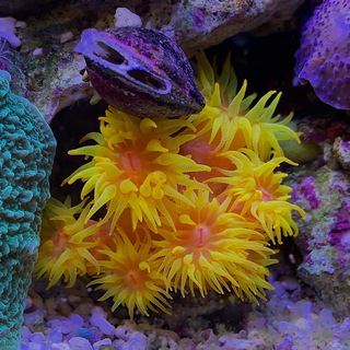 Логотип @worldofsoundlessbeauty - Мир беззвучной красоты