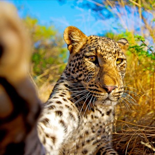 Логотип @worldwild_animals - Мир диких животных