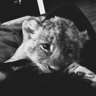 Логотип @wrttiqnw - Goût de l'amour