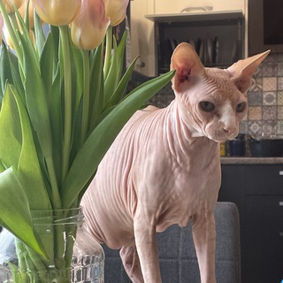 Логотип @ww8le - гадалка онлайн