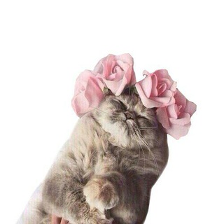 Логотип @wwwfunnycats - Смешные Котики 🐈