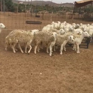 Логотип @wwwnotcomalarzeat - قناة القرني بيع وشراءعقار .مواشي. اعلانات الخ ☝️العموله 2% في ذمة البايع☝️ 337608010147035 الراجحي