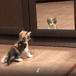 Логотип @wwwwlllllllli - няш мяш