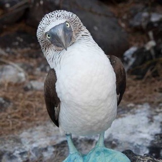 Логотип @wykab - Что вы знаете о птичках?