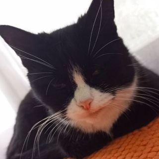 Логотип @wzlom33 - Котики на Изи