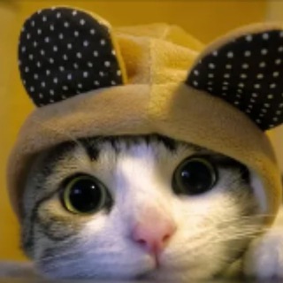 Логотип @xalavakotik - Халява от Котик🐱