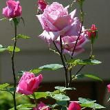 Логотип @xayollarimda_san - https://t.me/Xayollarimda_san