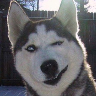 Логотип @xd_vidos - Artem_pivo