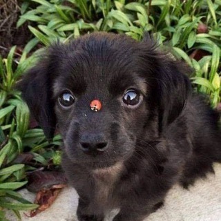 Логотип @xhvddr - 😿💚