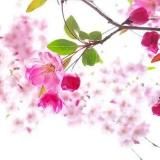 Логотип @xiaojiuma - xiaojiuma