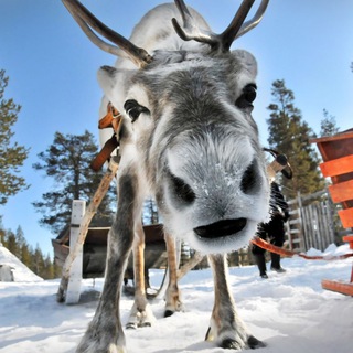 Логотип @xmao_inside_chat - ХМАО инсайд | ЧАТ