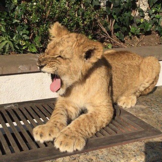 Логотип @xocuetoxocuto - хочу