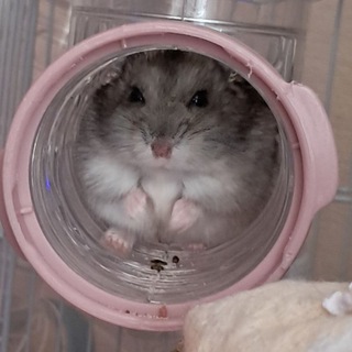 Логотип @xomachat - Чат для Хомяков🐭Chat