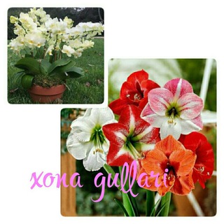 Логотип @xonagullari - XONA GULLARI.🌸🌺🌷