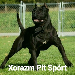 Логотип @xorazm_pit_sport - Хоразм Пит Спорт