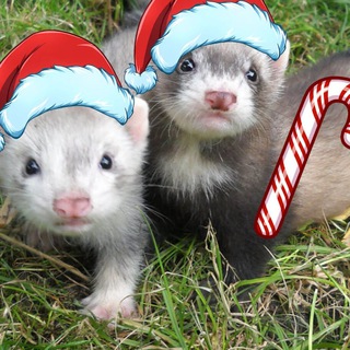 Логотип @xorek09 - ХОРЬКИ и БИБИЗОНЫ