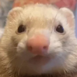 Логотип @xorekpromokod - ПРОМО ОТ ХОРЬКА