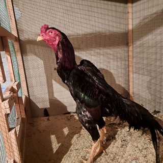 Логотип @xoroz_jangiuz - Хуроз жанги / xuroz jangi / surhondaryo xurozlari / сурхондарё хурозлари