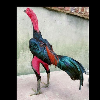 Логотип @xorozjanglar - 🐓XOʻROZVOZLAR🐓FILIPIN vs SHAMO🐓