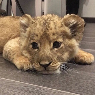 Логотип @xoxotw - Twix xo xo💋