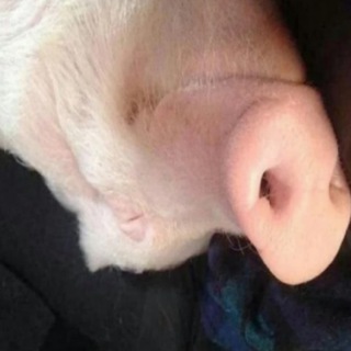 Логотип @xrumkagey - ZOOMA | xrumka | HotSkins