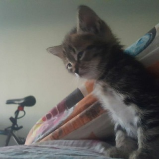 Логотип @xsta1zyyyhack111 - Продажа акков