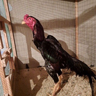 Логотип @xuroz_jangiuz - Хуроз жанги / xuroz jangi / surhondaryo xurozlari / сурхондарё хурозлари