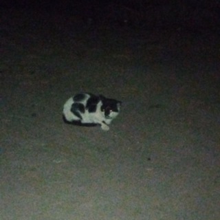 Логотип @xuyasial - Публичный шедевр