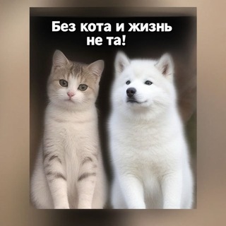 Логотип @xvostpyh - 📢 Без кота и жизнь не та 🐾