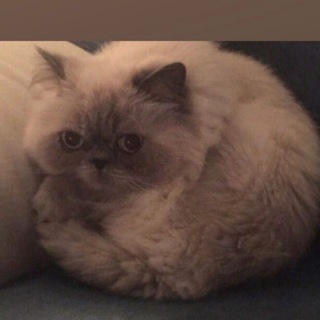 Логотип @xydognik_eil - Художник Ёль