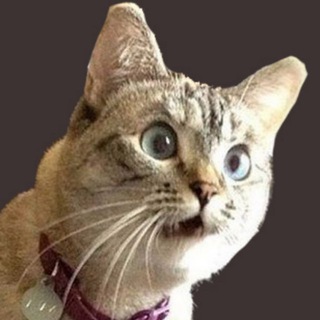 Логотип @ya_figeyu - Я фигею!