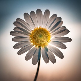 Логотип @ya_lena_yelena - Lena_Yelena