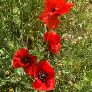 Логотип @ya_tebiia_vizhu - Я тебя вижу. Чат