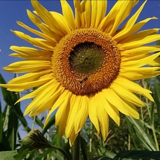 Логотип @ya_zdorova - Я здоров(а)!