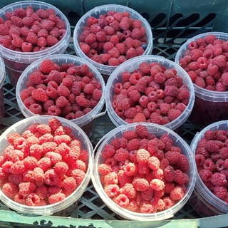 Логотип @yagodda33 - ЯГОДА 33 | ВЛАДИМИР