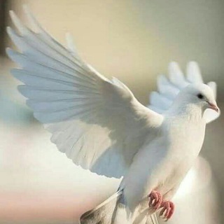 Логотип @yako_snamibog - Яко съ нами Богъ🕊.