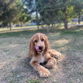 Логотип @yanka_rocky - Спаниель Рокки💗🐶