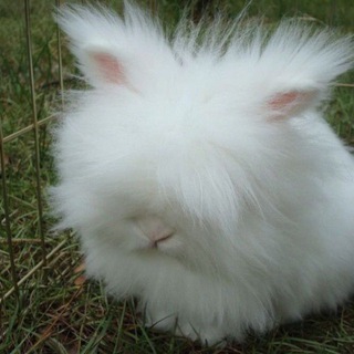 Логотип @yanyawkka - я няшка?