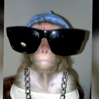 Логотип @yasha_lazarevsky_official - ЯША ЛАЗАРЕВСКИЙ - НИКОЛАИЧ 🐵🌴