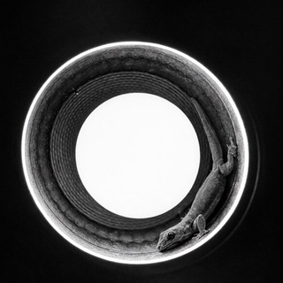 Логотип @yasheroved - ЯЩЕРОВЕД — Символы и Мистика