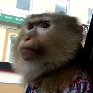 Логотип @yashkalazarevski - Яшка Лазаревский