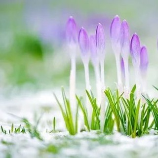 Логотип @yasno_viju - Психоэнергетические сессии. Твой расцвет 🌅🌹