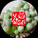 Логотип @yatsan_succulents_chat - Молчат горшки