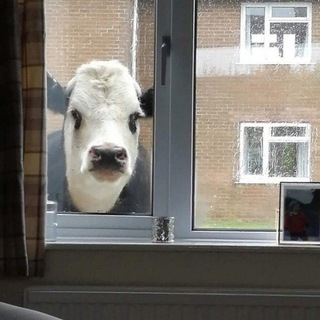 Логотип @yeahdanavsegda - ЕДА НАВСЕГДА