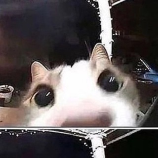 Логотип @yetanomi - ми ша