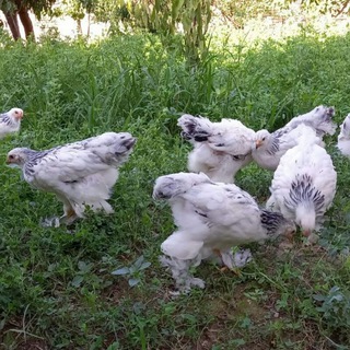 Логотип @yggvgf - Namangan tovuq bozor🐣🐥