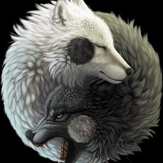 Логотип @ying_yangwolfs - Ying yang ☯ Wolfs